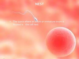 NEST
• The space where an ovum or immature ovum is
located is the cell nest
 