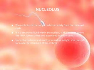 NUCLEOLUS
■ The nucleolus of the oocyte is derived solely from the maternal
ceels
■ It is a structure found within the nucleus, is the location where
the rRNA is transcribed and assembled into ribosomes
■ Nucleolus is dense and inactive in mature oocyte, it is reuired
for proper development of the embryo
 
