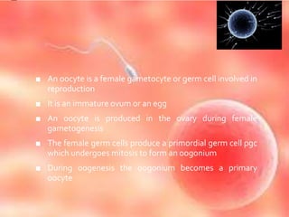 ■ An oocyte is a female gametocyte or germ cell involved in
reproduction
■ It is an immature ovum or an egg
■ An oocyte is produced in the ovary during female
gametogenesis
■ The female germ cells produce a primordial germ cell pgc
which undergoes mitosis to form an oogonium
■ During oogenesis the oogonium becomes a primary
oocyte
 