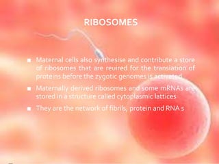 RIBOSOMES
■ Maternal cells also synthesise and contribute a store
of ribosomes that are reuired for the translation of
proteins before the zygotic genomes is activated
■ Maternally derived ribosomes and some mRNAs are
stored in a structure called cytoplasmic lattices
■ They are the network of fibrils, protein and RNA s
 