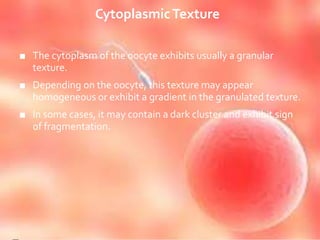 CytoplasmicTexture
■ The cytoplasm of the oocyte exhibits usually a granular
texture.
■ Depending on the oocyte, this texture may appear
homogeneous or exhibit a gradient in the granulated texture.
■ In some cases, it may contain a dark cluster and exhibit sign
of fragmentation.
 