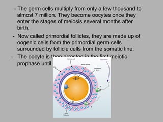 - The germ cells multiply from only a few thousand to
    almost 7 million. They become oocytes once they
    enter the stages of meiosis several months after
    birth.
 - Now called primordial follicles, they are made up of
    oogenic cells from the primordial germ cells
    surrounded by follicle cells from the somatic line.
- The oocyte is then arrested in the first meiotic
    prophase until puberty.
 