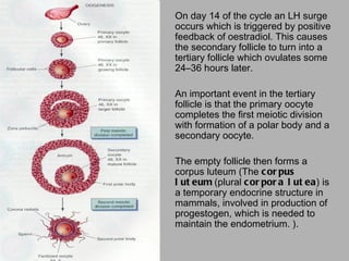 On day 14 of the cycle an LH surge
occurs which is triggered by positive
feedback of oestradiol. This causes
the secondary follicle to turn into a
tertiary follicle which ovulates some
24–36 hours later.
 
An important event in the tertiary
follicle is that the primary oocyte
completes the first meiotic division
with formation of a polar body and a
secondary oocyte.
 
The empty follicle then forms a
corpus luteum (The c or pus
l ut eum (plural c or por a l ut ea) is
a temporary endocrine structure in
mammals, involved in production of
progestogen, which is needed to
maintain the endometrium. ).
 