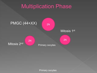 2N2N 2N2N
2N2N2NPMGC (44+XX)
Mitosis 1st
Primary oocytesMitosis 2nd
Primary oocytes
 