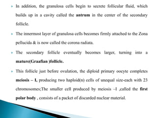  In addition, the granulosa cells begin to secrete follicular fluid, which
builds up in a cavity called the antrum in the center of the secondary
follicle.
 The innermost layer of granulosa cells becomes firmly attached to the Zona
pellucida & is now called the corona radiata.
 The secondary follicle eventually becomes larger, turning into a
mature(Graafian )follicle.
 This follicle just before ovulation, the diploid primary oocyte completes
meiosis – I, producing two haploid(n) cells of unequal size-each with 23
chromosomes;The smaller cell produced by meiosis –I ,called the first
polar body , consists of a packet of discarded nuclear material.
 