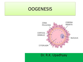 OOGENESIS
Dr. R.K. Upadhyay
 