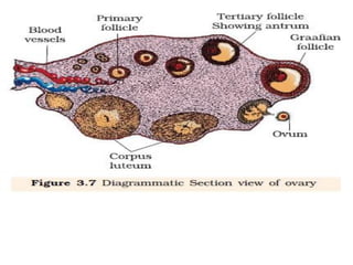 OOGENESIS. Class XII Biology presentation | PDF