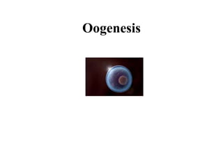 Oogenesis
 