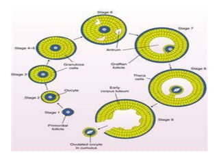 Oogenesis and fertilization report | PPTX