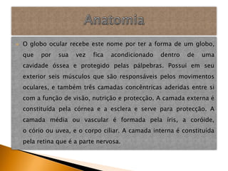    O globo ocular recebe este nome por ter a forma de um globo,
    que   por   sua   vez   fica   acondicionado   dentro   de   uma
    cavidade óssea e protegido pelas pálpebras. Possui em seu
    exterior seis músculos que são responsáveis pelos movimentos
    oculares, e também três camadas concêntricas aderidas entre si
    com a função de visão, nutrição e protecção. A camada externa é
    constituída pela córnea e a esclera e serve para protecção. A
    camada média ou vascular é formada pela íris, a coróide,
    o cório ou uvea, e o corpo ciliar. A camada interna é constituída
    pela retina que é a parte nervosa.
 