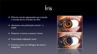 Íris
•   Músculo circular pigmentado que controla
    a entrada de luz no bulbo do olho


•   Apresenta uma perfuração central – a
    pupila


•   Posterior à córnea e anterior à lente


•   Propriedade: adaptação visual


•   Funciona como um diafragma de câmera
    fotográﬁca
 