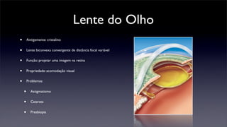 Lente do Olho
•       Antigamente: cristalino


•       Lente biconvexa convergente de distância focal variável


•       Função: projetar uma imagem na retina


•       Propriedade: acomodação visual


•       Problemas:


    •     Astigmatismo


    •     Catarata


    •     Presbiopia
 
