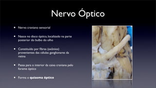Nervo Óptico
•   Nervo craniano sensorial


•   Nasce no disco óptico, localizado na parte
    posterior do bulbo do olho


•   Constituído por ﬁbras (axônios)
    provenientes das células ganglionares da
    retina


•   Passa para o interior da caixa craniana pelo
    forame óptico


•   Forma o quiasma óptico
 