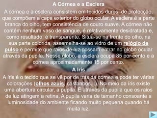 A Córnea e a Esclera 
A córnea e a esclera consistem em tecidos duros, de protecção, 
que compõem a capa exterior do globo ocular. A esclera é a parte 
branca do olho, tem consistência de couro suave. A córnea não 
contém nenhum vaso de sangue, é relativamente desidratada e, 
como resultado, é transparente. Situa-se na frente do olho, na 
sua parte colorida, assemelha-se ao vidro de um relógio de 
pulso e permite que raios de luz possam entrar no globo ocular 
através da pupila. Nesse globo, a esclera ocupa 85 por cento e a 
córnea aproximadamente 15 por cento. 
A Iris 
A íris é o tecido que se vê por de trás da córnea e pode ter várias 
colorações (olhos azuis, castanhos...). No meio da íris existe 
uma abertura circular, a pupila. É através da pupila que os raios 
de luz atingem a retina. A pupila varia de tamanho consoante a 
luminosidade do ambiente ficando muito pequena quando há 
muita luz. 
 