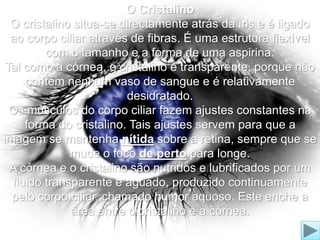 O Cristalino 
O cristalino situa-se directamente atrás da íris e é ligado 
ao corpo ciliar através de fibras. É uma estrutura flexível 
com o tamanho e a forma de uma aspirina. 
Tal como a córnea, o cristalino é transparente, porque não 
contém nenhum vaso de sangue e é relativamente 
desidratado. 
Os músculos do corpo ciliar fazem ajustes constantes na 
forma do cristalino. Tais ajustes servem para que a 
imagem se mantenha nítida sobre a retina, sempre que se 
mude o foco de perto para longe. 
A córnea e o cristalino são nutridos e lubrificados por um 
fluido transparente e aguado, produzido continuamente 
pelo corpo ciliar, chamado humor aquoso. Este enche a 
área entre o cristalino e a córnea. 
 