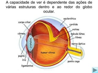 A capacidade de ver é dependente das ações de 
várias estruturas dentro e ao redor do globo 
ocular. 
 