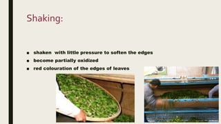 Shaking:
■ shaken with little pressure to soften the edges
■ become partially oxidized
■ red colouration of the edges of leaves
 