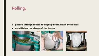 Rolling:
■ passed through rollers to slightly break down the leaves
■ establishes the shape of the leaves
 