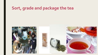 Sort, grade and package the tea
 