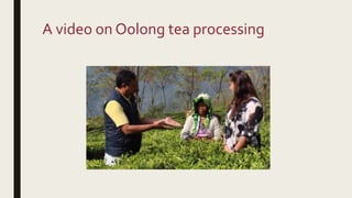 A video on Oolong tea processing
 
