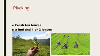 Plucking:
■ Fresh tea leaves
■ a bud and 1 or 2 leaves
 