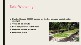 SolarWithering:
■ Plucked leaves spread on the flat bamboo basket under
sunlight
■ Time: 30-60 minute
■ Leaf temperature : 350C-400C
■ removes excess moisture
■ Oxidation starts
 