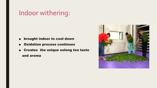 Indoor withering:
■ brought indoor to cool down
■ Oxidation process continues
■ Creates the unique oolong tea taste
and aroma
 