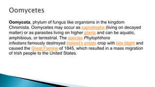 Oomycota, phylum of fungus like organisms in the kingdom
Chromista. Oomycetes may occur as saprotrophs (living on decayed
matter) or as parasites living on higher plants and can be aquatic,
amphibious, or terrestrial. The species Phytophthora
infestans famously destroyed Ireland’s potato crop with late blight and
caused the Great Famine of 1845, which resulted in a mass migration
of Irish people to the United States.
 