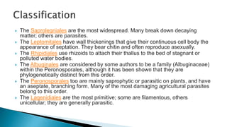  The Saprolegniales are the most widespread. Many break down decaying
matter; others are parasites.
 The Leptomitales have wall thickenings that give their continuous cell body the
appearance of septation. They bear chitin and often reproduce asexually.
 The Rhipidiales use rhizoids to attach their thallus to the bed of stagnant or
polluted water bodies.
 The Albuginales are considered by some authors to be a family (Albuginaceae)
within the Peronosporales, although it has been shown that they are
phylogenetically distinct from this order.
 The Peronosporales too are mainly saprophytic or parasitic on plants, and have
an aseptate, branching form. Many of the most damaging agricultural parasites
belong to this order.
 The Lagenidiales are the most primitive; some are filamentous, others
unicellular; they are generally parasitic.
 