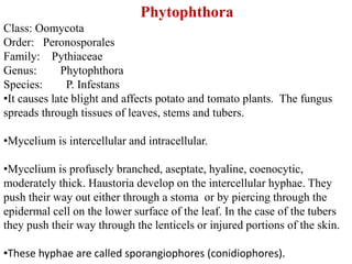 Phytophthora
Class: Oomycota
Order: Peronosporales
Family: Pythiaceae
Genus: Phytophthora
Species: P. Infestans
•It causes late blight and affects potato and tomato plants. The fungus
spreads through tissues of leaves, stems and tubers.
•Mycelium is intercellular and intracellular.
•Mycelium is profusely branched, aseptate, hyaline, coenocytic,
moderately thick. Haustoria develop on the intercellular hyphae. They
push their way out either through a stoma or by piercing through the
epidermal cell on the lower surface of the leaf. In the case of the tubers
they push their way through the lenticels or injured portions of the skin.
•These hyphae are called sporangiophores (conidiophores).
 