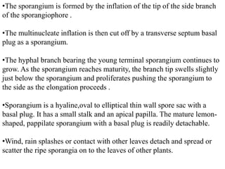 •The sporangium is formed by the inflation of the tip of the side branch
of the sporangiophore .
•The multinucleate inflation is then cut off by a transverse septum basal
plug as a sporangium.
•The hyphal branch bearing the young terminal sporangium continues to
grow. As the sporangium reaches maturity, the branch tip swells slightly
just below the sporangium and proliferates pushing the sporangium to
the side as the elongation proceeds .
•Sporangium is a hyaline,oval to elliptical thin wall spore sac with a
basal plug. It has a small stalk and an apical papilla. The mature lemon-
shaped, pappilate sporangium with a basal plug is readily detachable.
•Wind, rain splashes or contact with other leaves detach and spread or
scatter the ripe sporangia on to the leaves of other plants.
 