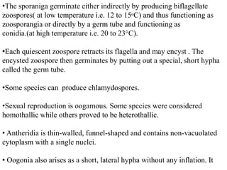 •The sporaniga germinate either indirectly by producing biflagellate
zoospores( at low temperature i.e. 12 to 15ᵒC) and thus functioning as
zoosporangia or directly by a germ tube and functioning as
conidia.(at high temperature i.e. 20 to 23°C).
•Each quiescent zoospore retracts its flagella and may encyst . The
encysted zoospore then germinates by putting out a special, short hypha
called the germ tube.
•Some species can produce chlamydospores.
•Sexual reproduction is oogamous. Some species were considered
homothallic while others proved to be heterothallic.
• Antheridia is thin-walled, funnel-shaped and contains non-vacuolated
cytoplasm with a single nuclei.
• Oogonia also arises as a short, lateral hypha without any inflation. It
 