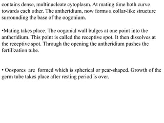 contains dense, multinucleate cytoplasm. At mating time both curve
towards each other. The antheridium, now forms a collar-like structure
surrounding the base of the oogonium.
•Mating takes place. The oogonial wall bulges at one point into the
antheridium. This point is called the receptive spot. It then dissolves at
the receptive spot. Through the opening the antheridium pushes the
fertilization tube.
• Oospores are formed which is spherical or pear-shaped. Growth of the
germ tube takes place after resting period is over.
 