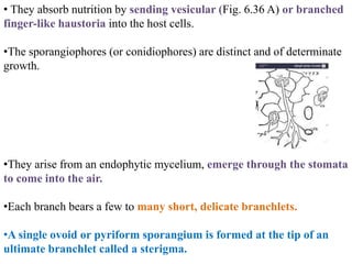• They absorb nutrition by sending vesicular (Fig. 6.36 A) or branched
finger-like haustoria into the host cells.
•The sporangiophores (or conidiophores) are distinct and of determinate
growth.
•They arise from an endophytic mycelium, emerge through the stomata
to come into the air.
•Each branch bears a few to many short, delicate branchlets.
•A single ovoid or pyriform sporangium is formed at the tip of an
ultimate branchlet called a sterigma.
 