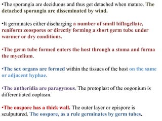•The sporangia are deciduous and thus get detached when mature. The
detached sporangia are disseminated by wind.
•It germinates either discharging a number of small biflagellate,
reniform zoospores or directly forming a short germ tube under
warmer or dry conditions.
•The germ tube formed enters the host through a stoma and forma
the mycelium.
•The sex organs are formed within the tissues of the host on the same
or adjacent hyphae.
•The antheridia are paragynous. The protoplast of the oogonium is
differentiated ooplasm.
•The oospore has a thick wall. The outer layer or epispore is
sculputured. The oospore, as a rule germinates by germ tubes.
 