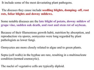 It include some of the most devastating plant pathogens.
The diseases they cause include seedling blights, damping- off, root
rots, foliar blights and downy mildews.
Some notable diseases are the late blight of potato, downy mildew of
grape vine, sudden oak death, and root and stem rot of soybean.
Because of their filamentous growth habit, nutrition by absorption, and
reproduction via spores, oomycetes were long regarded by plant
pathologists as lower fungi.
Oomycetes are more closely related to algae and to green plants.
Septa (cell walls) in the hyphae are rare, resulting in a multinucleate
condition (termed coenocytic).
The nuclei of vegetative cells are typically diploid.
 