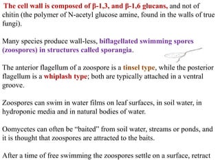 The cell wall is composed of β-1,3, and β-1,6 glucans, and not of
chitin (the polymer of N-acetyl glucose amine, found in the walls of true
fungi).
Many species produce wall-less, biflagellated swimming spores
(zoospores) in structures called sporangia.
The anterior flagellum of a zoospore is a tinsel type, while the posterior
flagellum is a whiplash type; both are typically attached in a ventral
groove.
Zoospores can swim in water films on leaf surfaces, in soil water, in
hydroponic media and in natural bodies of water.
Oomycetes can often be “baited” from soil water, streams or ponds, and
it is thought that zoospores are attracted to the baits.
After a time of free swimming the zoospores settle on a surface, retract
 
