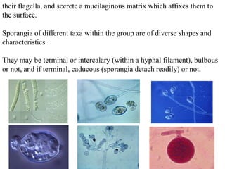 their flagella, and secrete a mucilaginous matrix which affixes them to
the surface.
Sporangia of different taxa within the group are of diverse shapes and
characteristics.
They may be terminal or intercalary (within a hyphal filament), bulbous
or not, and if terminal, caducous (sporangia detach readily) or not.
 