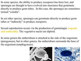 In some species, the ability to produce zoospores has been lost, and
sporangia are thought to have evolved into structures that germinate
directly to produce germ tubes. In this case, the sporangia are sometimes
termed “conidia”.
In yet other species, sporangia can germinate directly to produce germ
tubes or “indirectly” to produce zoospores.
Sexual reproduction occurs via the production of gametangia: oogonia
and antheridia. The vegetative nuclei are diploid.
In some genera the antheridium is attached to the side of the oogonium
(paragynous), but in other genera, the antheridium surrounds the base of
the oogonium (amphigynous).
 
