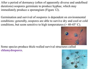 After a period of dormancy (often of apparently diverse and undefined
durations) oospores germinate to produce hyphae, which may
immediately produce a sporangium (Figure 12).
Germination and survival of oospores is dependent on environmental
conditions: generally, oospores are able to survive dry and cool or cold
conditions, but seem sensitive to high temperatures (> 40-45° C).
Some species produce thick-walled survival structures called
chlamydospores.
 