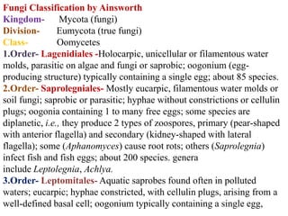 Fungi Classification by Ainsworth
Kingdom- Mycota (fungi)
Division- Eumycota (true fungi)
Class- Oomycetes
1.Order- Lagenidiales -Holocarpic, unicellular or filamentous water
molds, parasitic on algae and fungi or saprobic; oogonium (egg-
producing structure) typically containing a single egg; about 85 species.
2.Order- Saprolegniales- Mostly eucarpic, filamentous water molds or
soil fungi; saprobic or parasitic; hyphae without constrictions or cellulin
plugs; oogonia containing 1 to many free eggs; some species are
diplanetic, i.e., they produce 2 types of zoospores, primary (pear-shaped
with anterior flagella) and secondary (kidney-shaped with lateral
flagella); some (Aphanomyces) cause root rots; others (Saprolegnia)
infect fish and fish eggs; about 200 species. genera
include Leptolegnia, Achlya.
3.Order- Leptomitales- Aquatic saprobes found often in polluted
waters; eucarpic; hyphae constricted, with cellulin plugs, arising from a
well-defined basal cell; oogonium typically containing a single egg,
 
