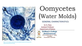 Oomycetes
(Water Molds)
GENERAL CHARACTERISTICS
https://www.apsnet.org/edcenter/disandpath/oomycete/introduction/
Pages/IntroOomycetes.aspx
 