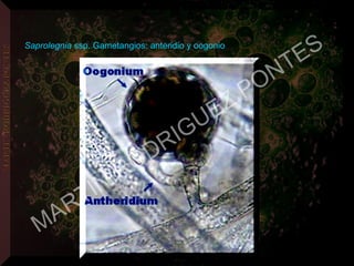 Saprolegnia ssp. Gametangios: anteridio y oogonio
MARTIN
RODRIGUEZ PONTES
 
