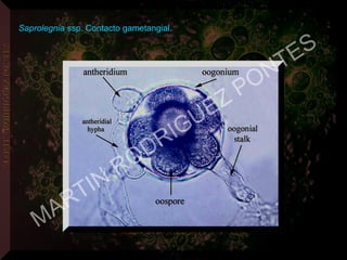 Saprolegnia ssp. Contacto gametangial.
MARTIN
RODRIGUEZ PONTES
 