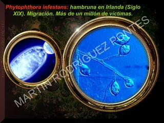 Phytophthora infestans: hambruna en Irlanda (Siglo
XIX). Migración. Más de un millón de víctimas.
MARTIN
RODRIGUEZ PONTES
 