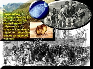 Phytophthora
infestans: destrucción
del monocultivo de
papa (Solanum
tuberosum y
hambruna en Irlanda
(Siglo XIX). Migración.
Más de un millón de
víctimas.
MARTIN
RODRIGUEZ PONTES
 