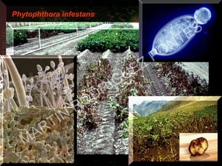 Phytophthora infestans
MARTIN
RODRIGUEZ PONTES
 