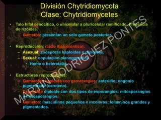 División Chytridiomycota
Clase: Chytridiomycetes
• Talo hifal cenocítico, o unicelular a pluricelular ramificado. Presencia
de rizoides.
– Gametos: presentan un solo gameto posterior.
• Reproducción: (ciclo diplobióntico):
– Asexual: zoósporas haploides o diploides.
– Sexual: copulación planogamética.
• Homo o heterotalia.
• Estructuras reproductivas:
– Gametofito haploide con gametangios: anteridio; oogonio
pigmentado (caroteno).
– Esporofito diploide con dos tipos de esporangios: mitosporangios
y meiosporangios.
– Gametos: masculinos pequeños e incoloros; femeninos grandes y
pigmentados.
MARTIN
RODRIGUEZ PONTES
 