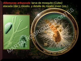 Allomyces arbuscula: larva de mosquito (Culex)
atacada (der.); micelio, y detalle de micelio joven (izq.)
c
MARTIN
RODRIGUEZ PONTES
 