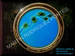 Allomyces: detalle de
hifa cenocítica
con meiosporangios
MARTIN
RODRIGUEZ PONTES
 